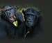 šimpanzové